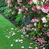 Dunedin Rhododendron Festival - 2