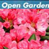Rhododendron Trees