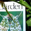 The Garden