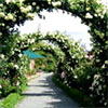 Mona Vale Rose Gardens
