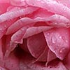 Raindrops on Roses