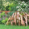 Spring Flowering Shrubs