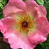 Go, you roses!
