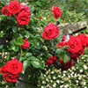 2010 Garden Roses