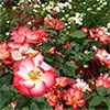 What Counts in Your Garden?