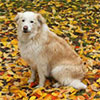 Autumn Apologies