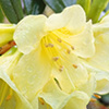 Hard-Working Gardening Verbs