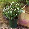 Garden Sales