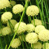 Garden Blogs - Three