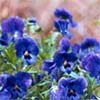 Self Seeding Plants
