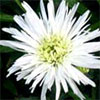 A funny month for flowers...