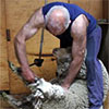 Sheep Shearing