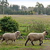 Big Day Out for the Sheep