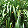 New Zealand Native Shrubs