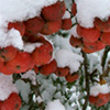 Getting the Garden Ready for Snow