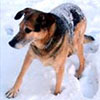 The Snowfall of 2003