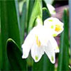 Sneaky Spring