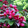 Crabapple Blossom