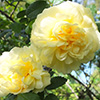 Thinking about roses...