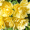 Late-spring gardening moods