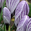 Blue Spring Crocus