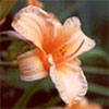 Summer Gardening in 2001