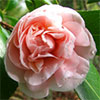 Spring Pinks