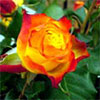 Tequila Sunrise Rose