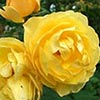 Late Roses