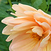 Keep safe, keep gardening...