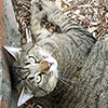 Tiddles the Tabby...