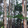 Some tree news...