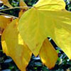 The most beautiful autumn leaf ever...