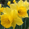 Bright Yellow Daffodils