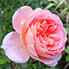 Only a Rose