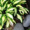 Hosta Gardens