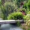 Bridge and Flaxes