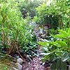 Paths in the Wattle Woods Garden