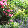 Wattle Woods Tour