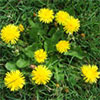 Dandelion Weed