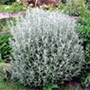 Taming Teenage Shrubs