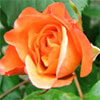 Garden Proverbs