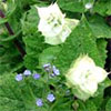 Clary Sage