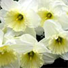 Creamy White Daffodils