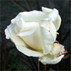 My Mad May Roses