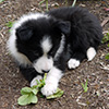 Winnie the New Puppy