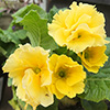 More to winter gardening...