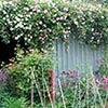 Wonderful roses...