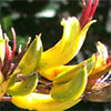 Yippee for Yellow
