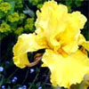 Yellow Iris